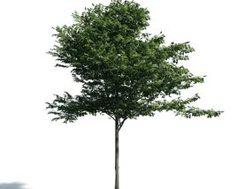 Verdant Tree Solitude Modèle 3D