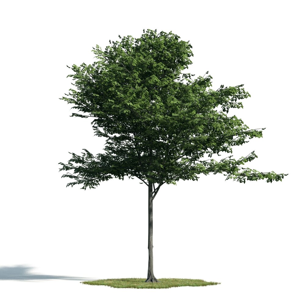 Verdant Tree Solitude Modèle 3D