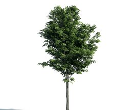 Lush Green Tree 03 3D 모델 