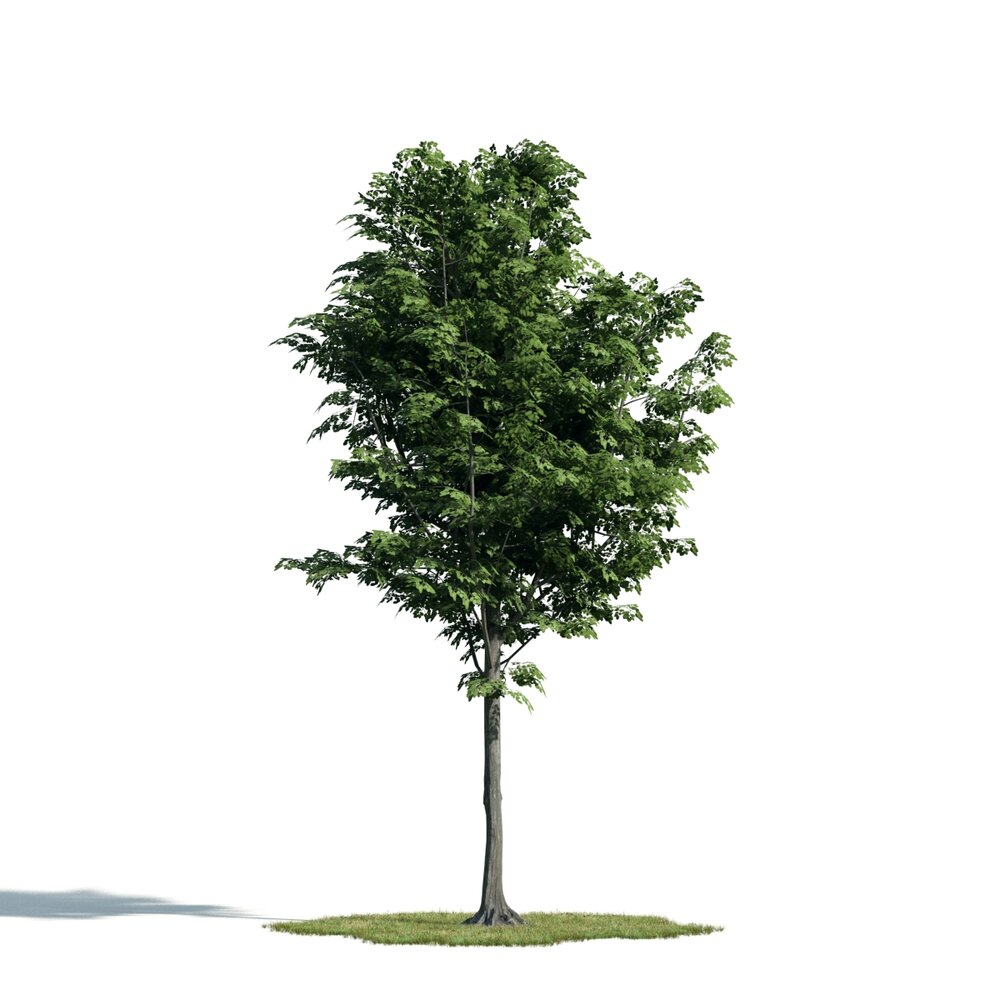 Lush Green Tree 03 3D model