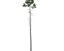 Lone Pine Tree 02 3D模型