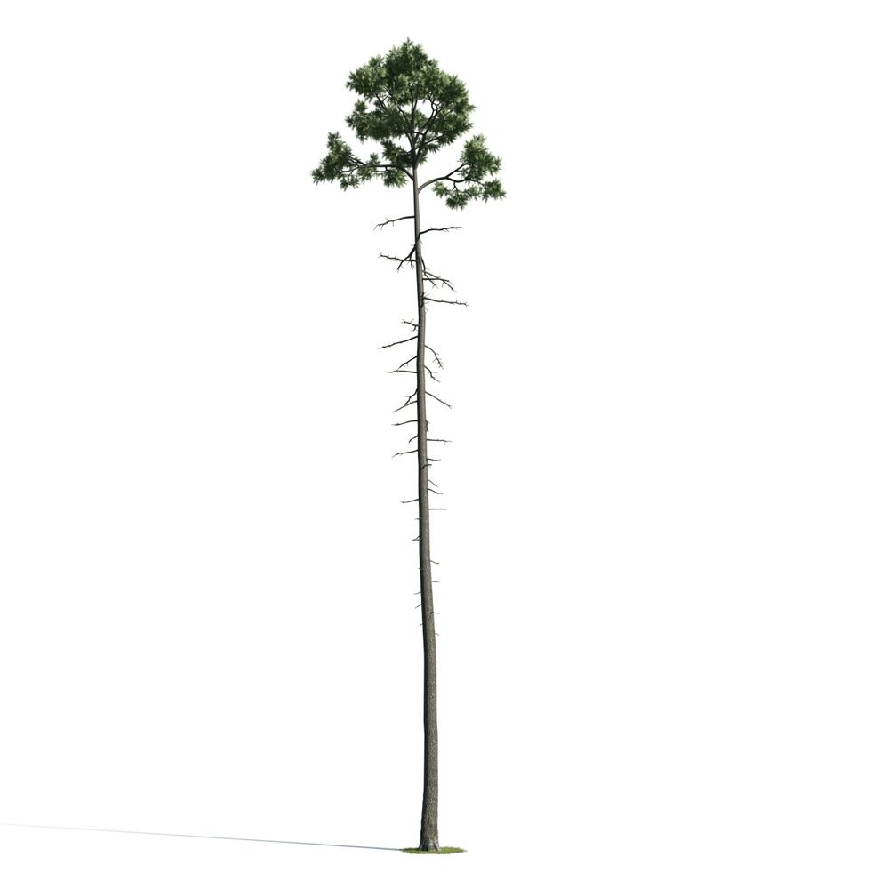 Lone Pine Tree 02 3D 모델 
