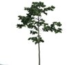 Tree 03 3D модель