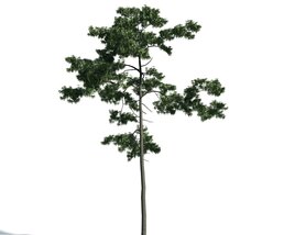 Tree 03 3D-Modell