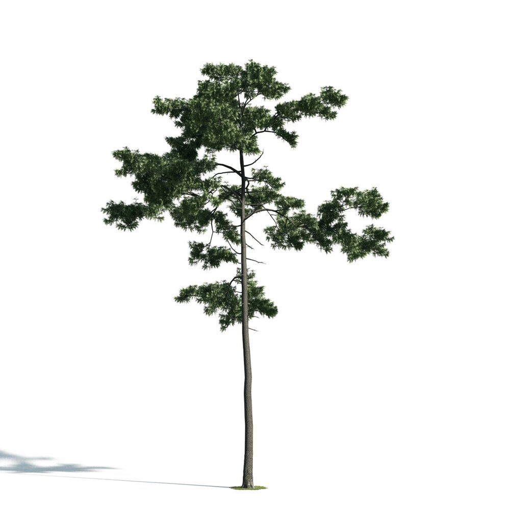 Tree 03 3D model