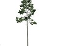 Solitary Tall Tree Modèle 3d