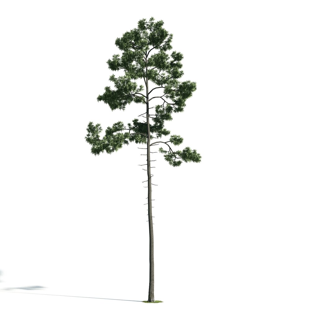 Solitary Tall Tree Modello 3D