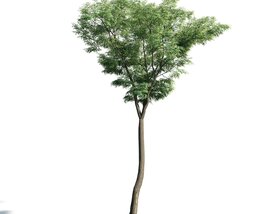 Singular Tree 03 3Dモデル