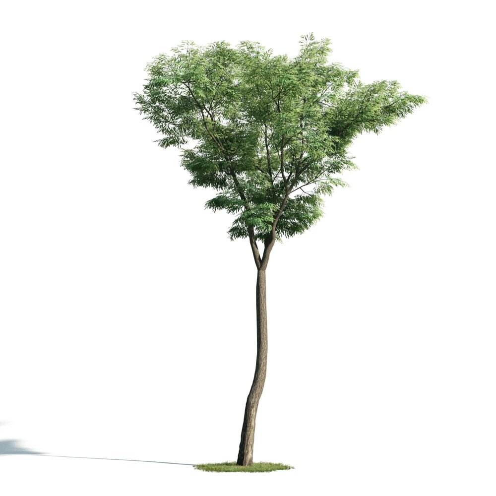 Singular Tree 03 3D模型