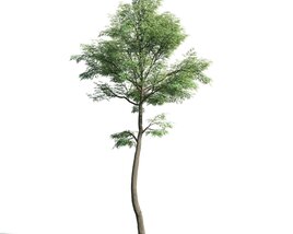 Tree 04 3D-Modell