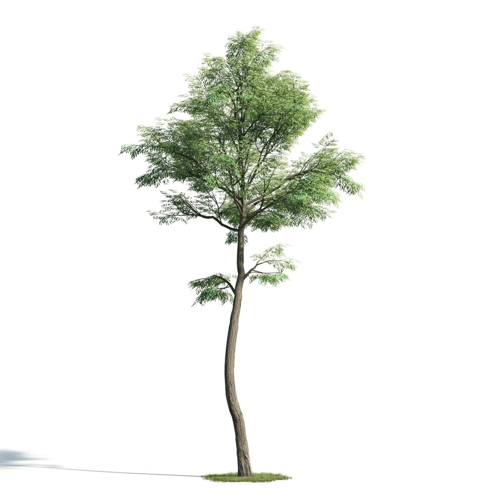 Tree 04 3D 모델 