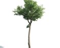Tree 05 3D модель