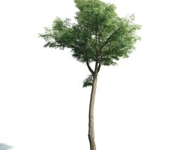 Tree 05 Modello 3D