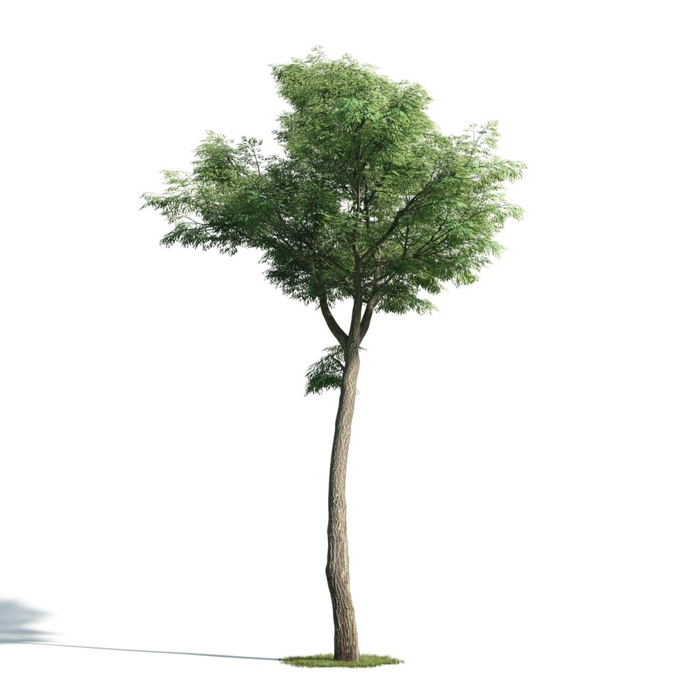 Tree 05 3D 모델 