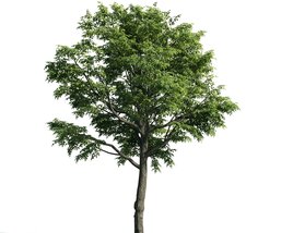 Tree 06 3D model
