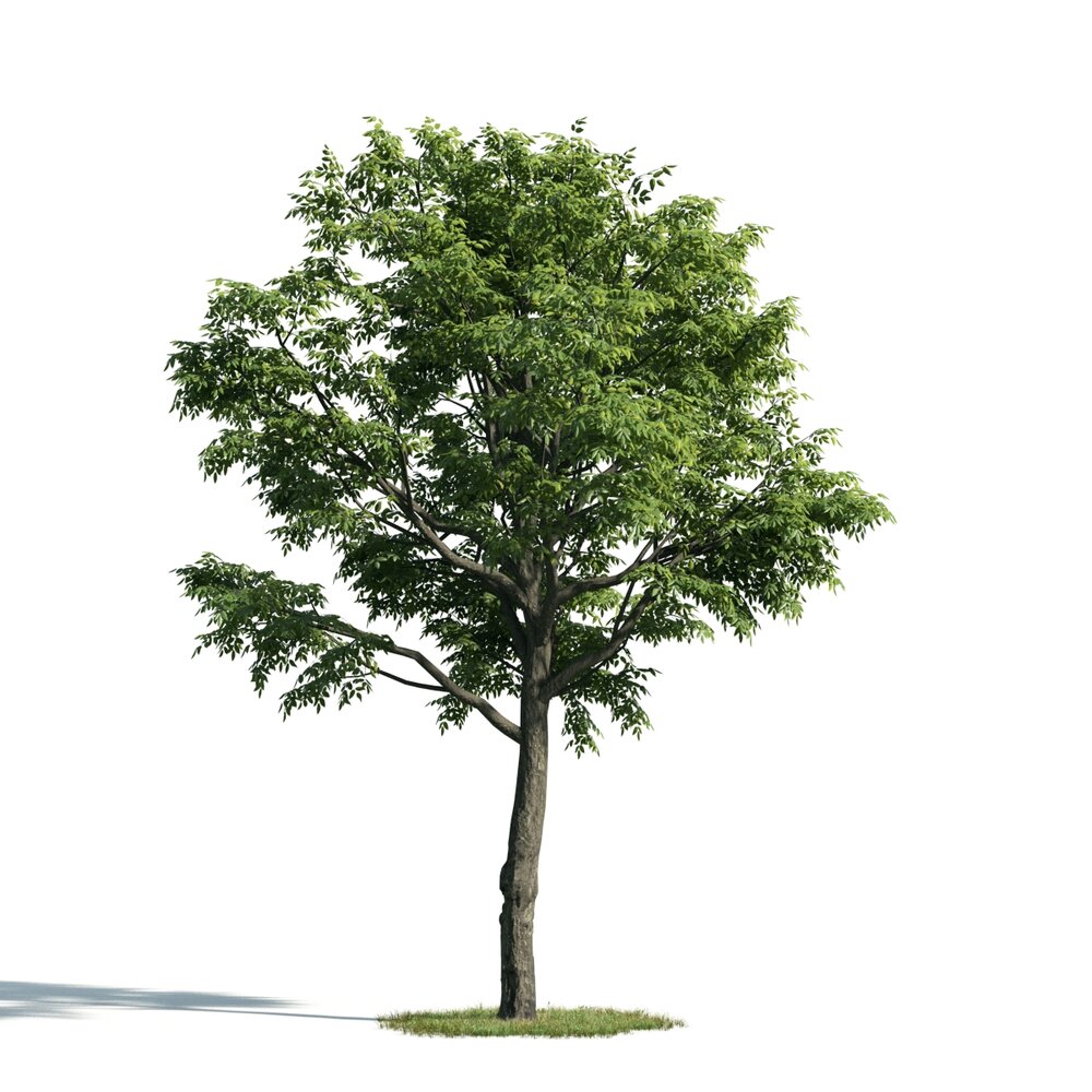 Tree 06 3D 모델 