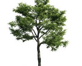 Tree 07 3D model