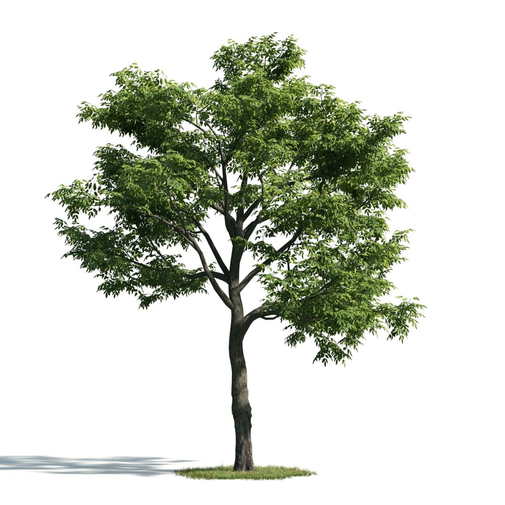 Tree 07 3D model
