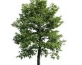Verdant Solitary Tree 02 Modelo 3d