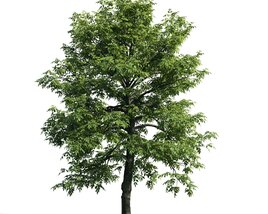 Verdant Solitary Tree 02 3D model