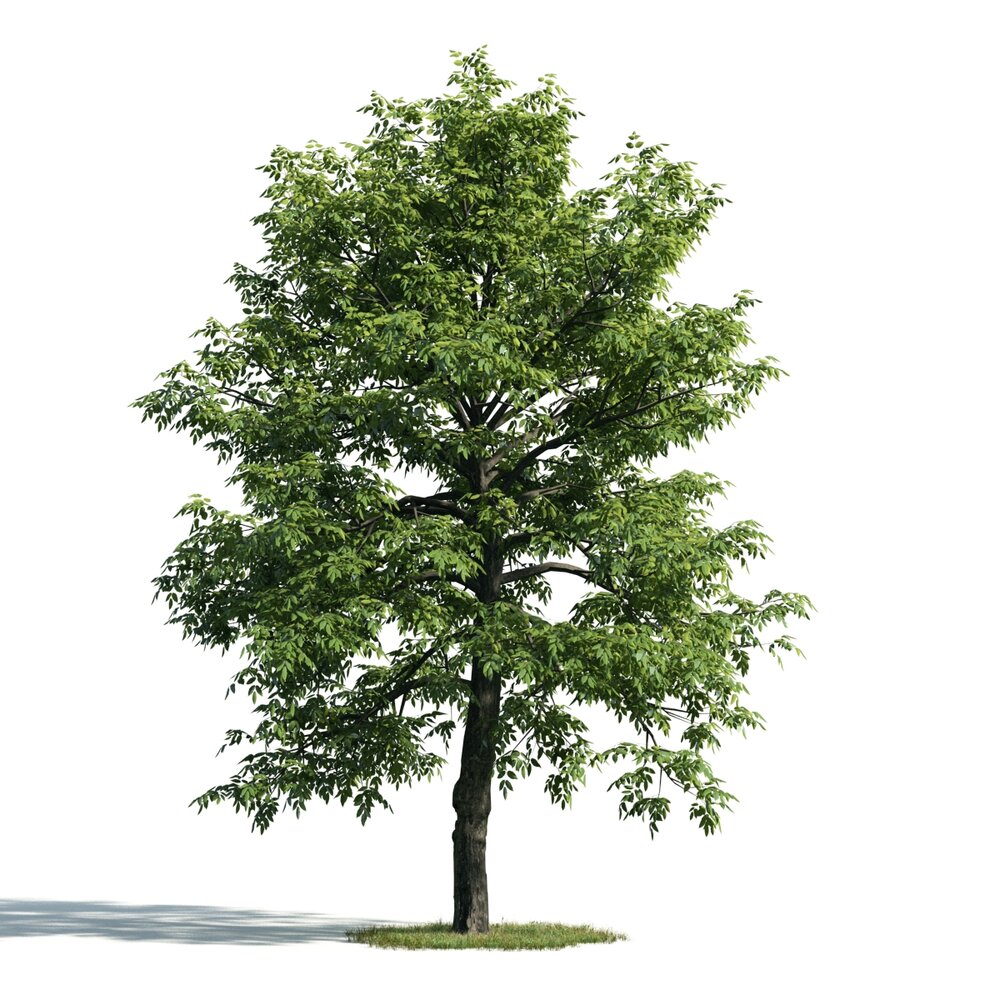 Verdant Solitary Tree 02 Modèle 3d
