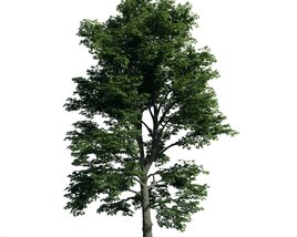 Green Tree 3D 모델 