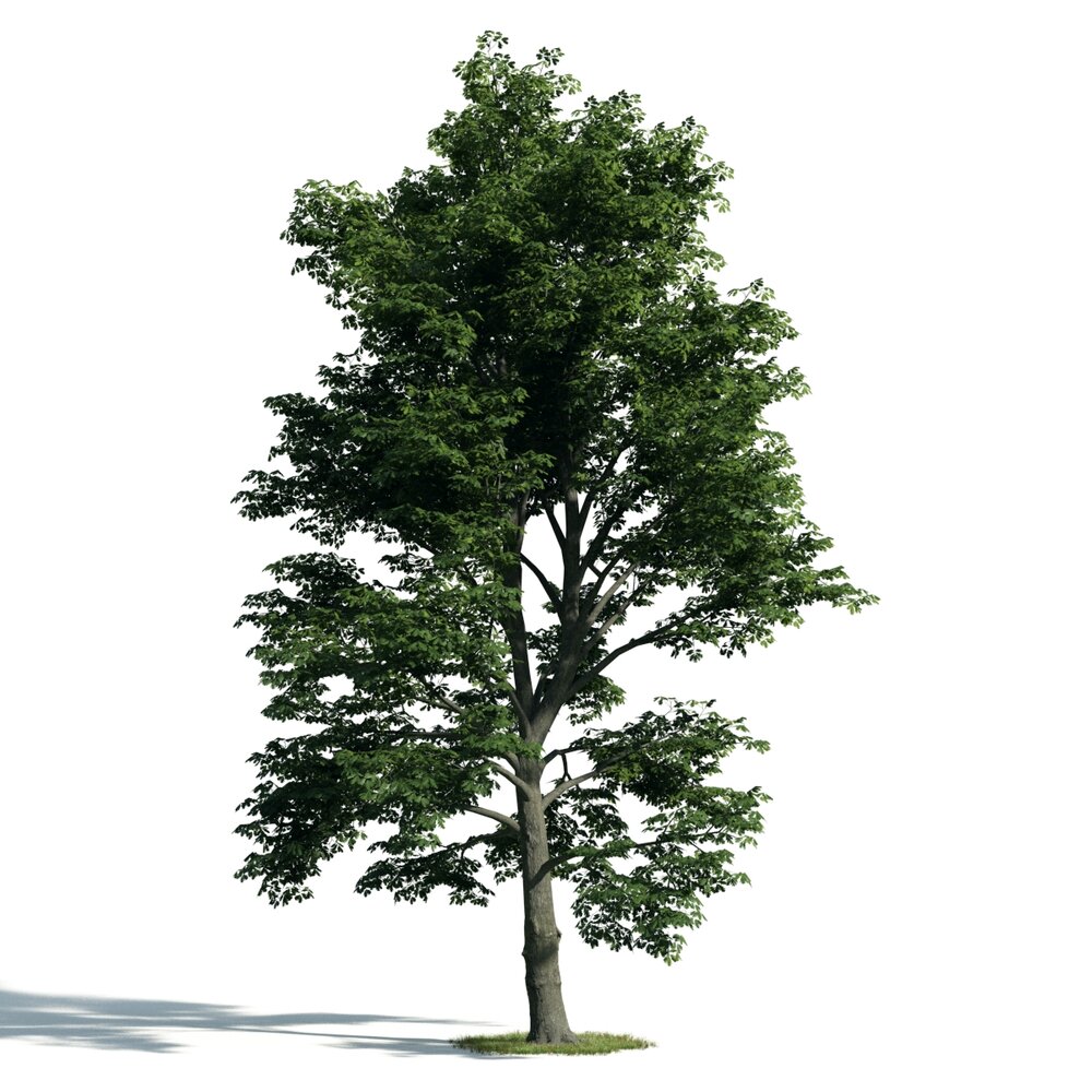 Green Tree 3D-Modell