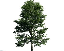 Tree 08 Modèle 3D
