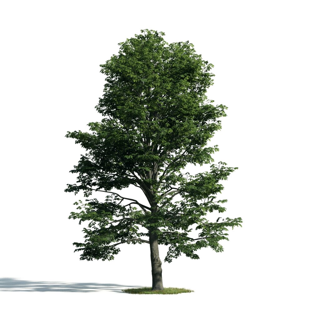 Tree 08 Modelo 3D