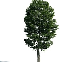 Tree 09 3D модель