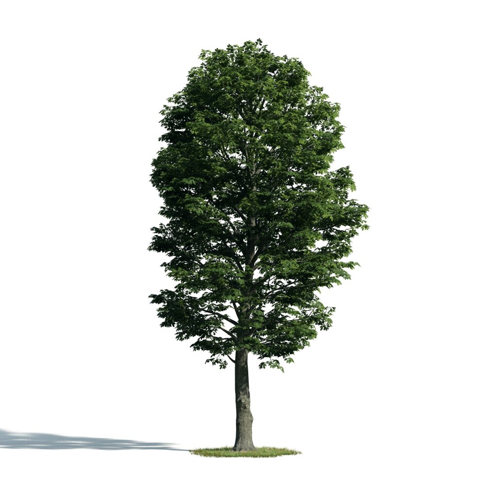 Tree 09 3D 모델 