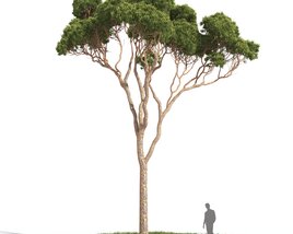 Stone Pine 03 3D model