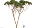 Stone Pine 02 Modello 3D