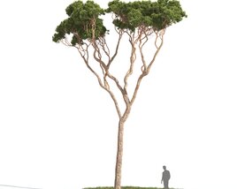 Stone Pine 3D model