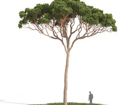 Stone Pine 04 3D模型