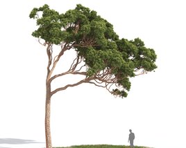 Stone Pine 06 3D模型