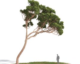 Pinus Pinea 09 3D model