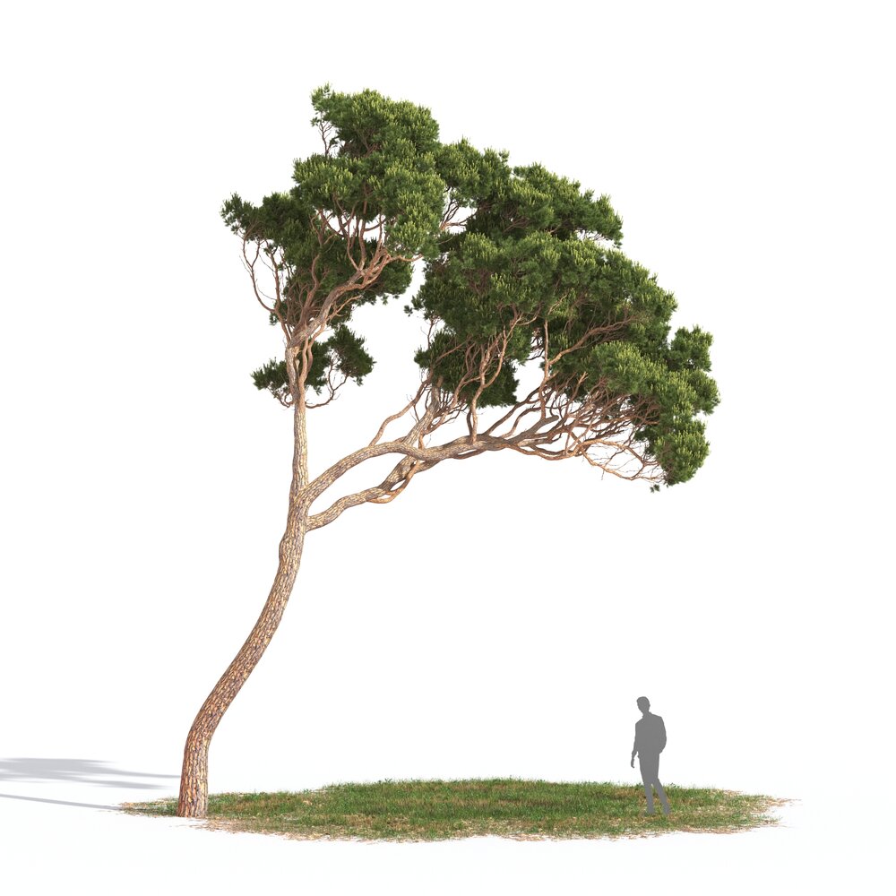 Pinus Pinea 09 3D 모델 