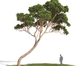 Pinus Pinea 08 Modello 3D