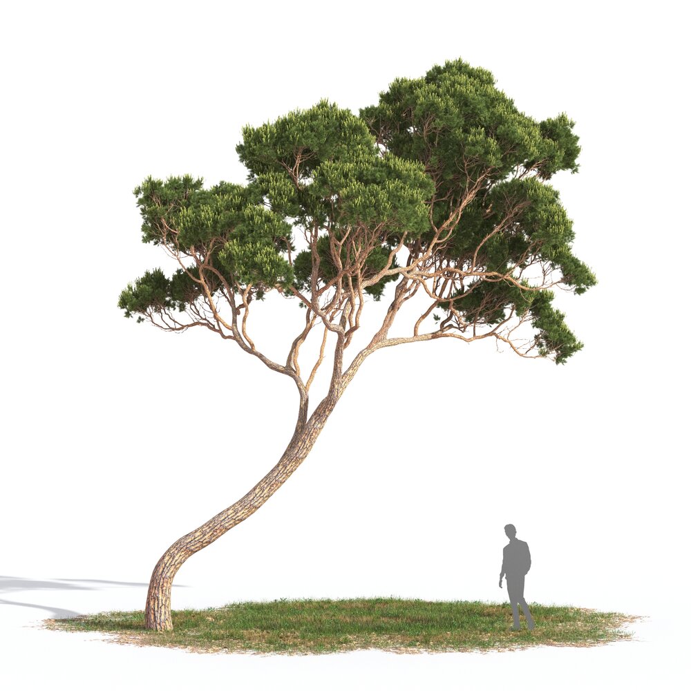 Pinus Pinea 08 3D 모델 
