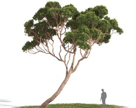 Pinus Pinea 07 3D model