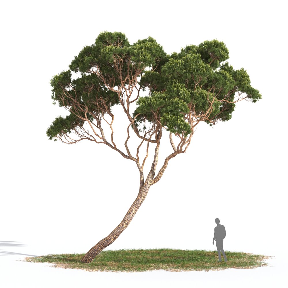 Pinus Pinea 07 3D 모델 