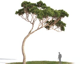 Pinus Pinea 06 Modello 3D