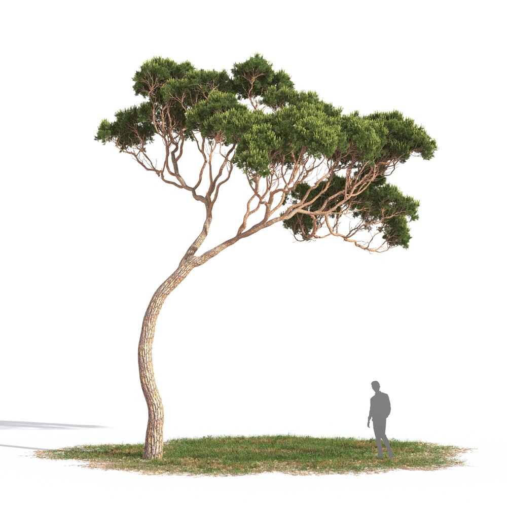 Pinus Pinea 06 Modello 3D
