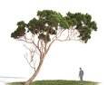 Pinus Pinea 05 3D-Modell