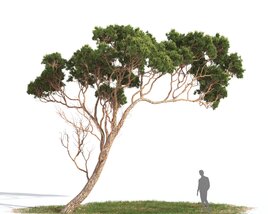 Pinus Pinea 05 3D模型