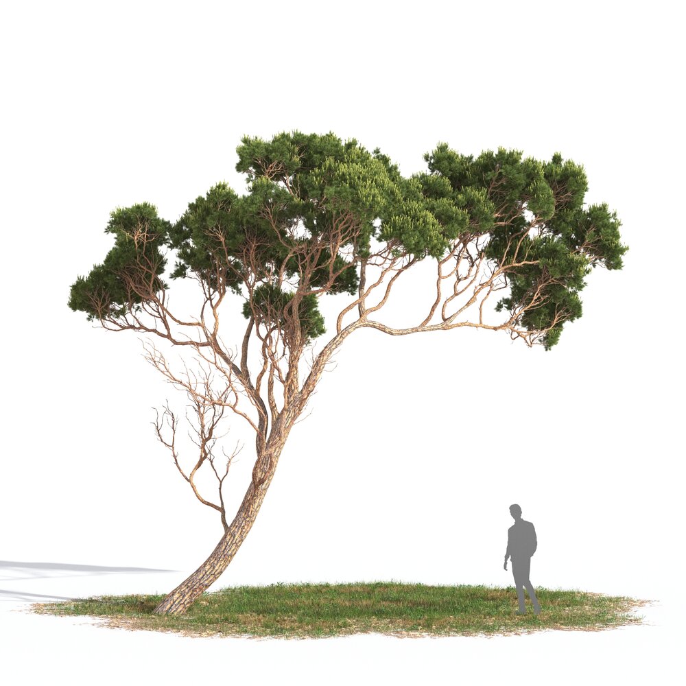Pinus Pinea 05 3D model