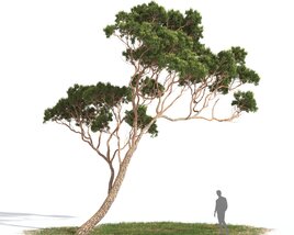 Pinus Pinea 04 3D model
