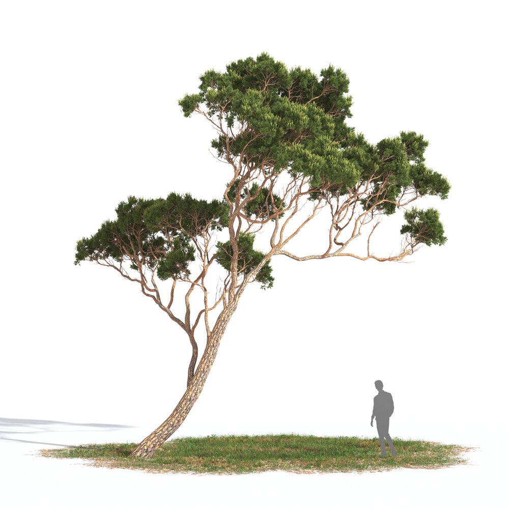 Pinus Pinea 04 Modelo 3D