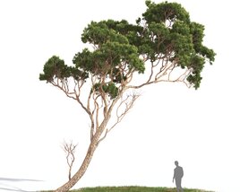 Pinus Pinea 03 Modelo 3D